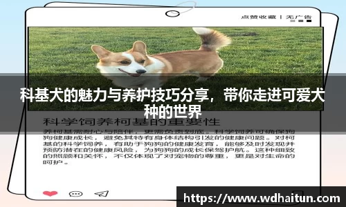 科基犬的魅力与养护技巧分享，带你走进可爱犬种的世界